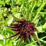 Tragopogon porrifolius Fiore