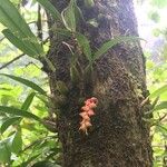 Bulbophyllum densum Habit