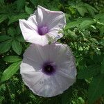 Ipomoea cairica Diğer