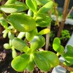 Crassula ovata পাতা