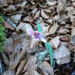 Erythronium sibiricum Fleur