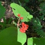 Viburnum lantanoides Fruit