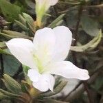 Rhododendron indicum Flower