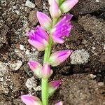 Celosia argentea Bloem