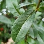 Pyracantha coccinea Blatt