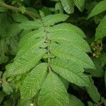 Solanum violaceum ഇല