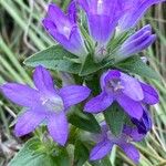 Campanula glomerata Цвят