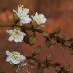 Isoberlinia tomentosa Floro