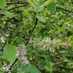 Salix hastata পাতা