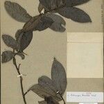 Artocarpus lamellosus Annet