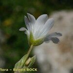 Cerastium gibraltaricum 花