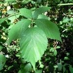 Rubus bracteatus 葉