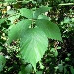 Rubus bracteatus Feuille