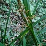 Scleria latifolia