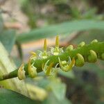 Bulbophyllum scaberulum Blomst