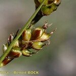 Carex liparocarpos Fruit