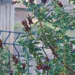 Hypericum balearicum Fruto