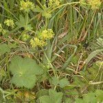 Alchemilla filicaulis ശീലം