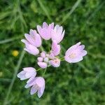 Allium narcissiflorum Квітка