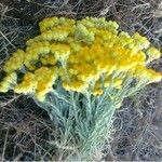 Helichrysum arenariumHostoa