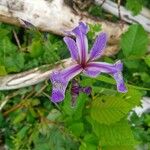 Iris virginica Flor