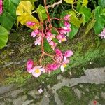 Begonia obliqua Цвят
