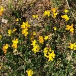 Lotus corniculatusFlor