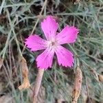 Dianthus lusitanus Flower