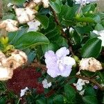 Brunfelsia uniflora 花