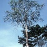 Ficus racemosa Hábitos