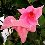 Mandevilla sanderi പുഷ്പം