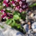 Origanum vulgareFlower