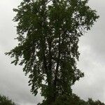 Ulmus thomasii Vekstform