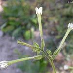 Nicotiana acuminata Tervik taim