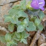 Campanula pelviformis Hábito