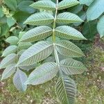 Rhus chinensis List