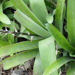 Aechmea gamosepala List