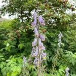 Aconitum septentrionale Květ