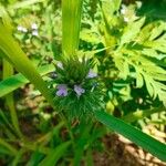 Verbena bracteata Blatt