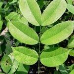 Afzelia pachyloba Hoja