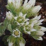 Sempervivum globiferum Flower