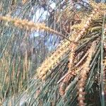 Allocasuarina