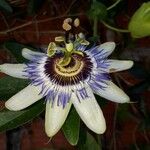 Passiflora caeruleaKvět