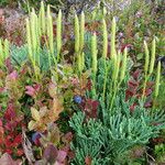 Lycopodium tristachyum Habitatea