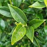 Sarcococca confusa Blatt