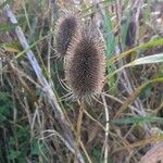 Dipsacus sativus Flor