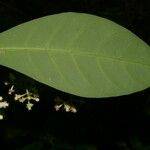 Chrysochlamys glauca Hoja