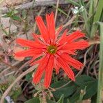 Silene laciniata Flower