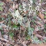 Teucrium scordium Blad