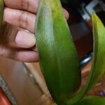 Epidendrum ibaguense ഇല